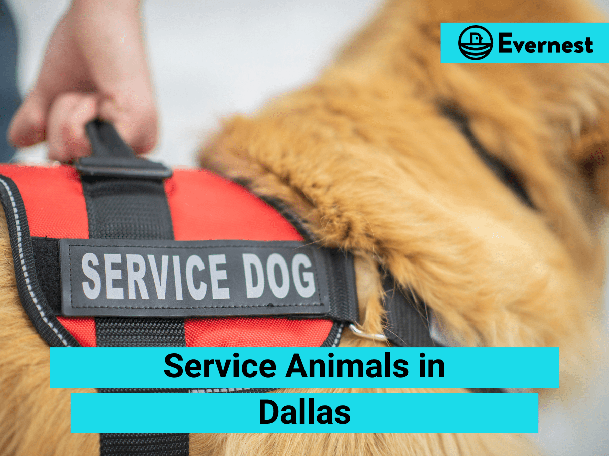 Service Animals: Everything Landlords Need to Know in Dallas, Texas